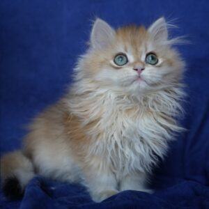 Cattery Eros – British Longhair