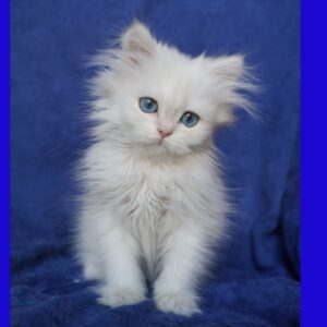 Cattery Junior Linx – British Longhair