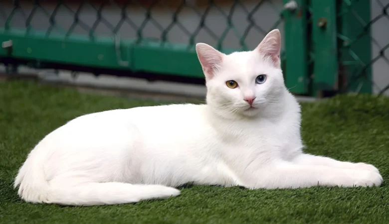Kedi Bakım Süreci
