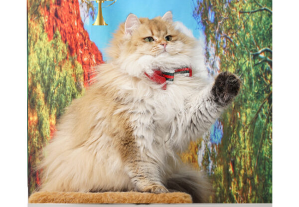 Verso Eretra – British Longhair - Görsel 6