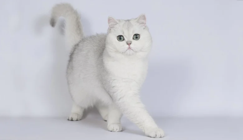 Scottish Fold Kedisi Özellikleri Nelerdir?
