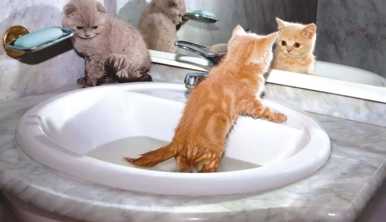 Kedilerde Beslenme Nasıl Olmalıdır?