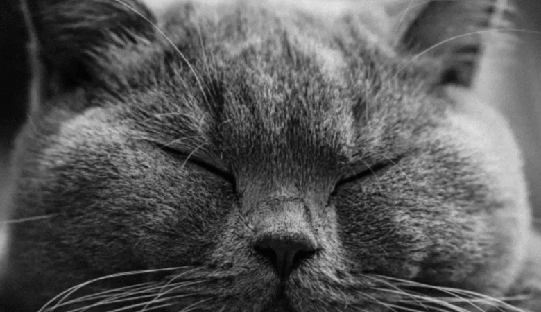 kedi fiyatları 2024 yılı değerlendirmeleri