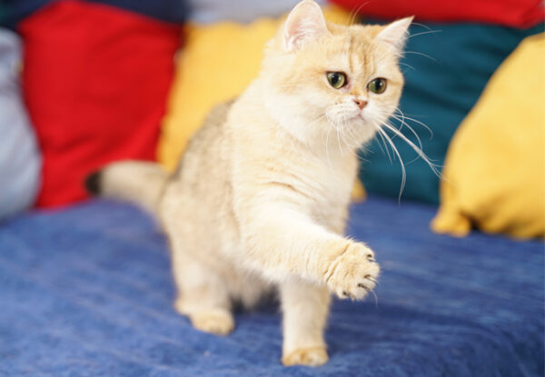 Xena – British Shorthair