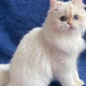 Cattery Bella – British Longhair Dişi