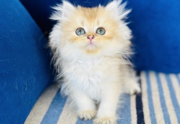 Cattery Erwin – British Longhair Golden Erkek