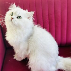 Cattery British Longhair Silver Orion