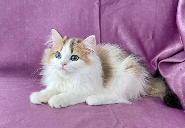 Nova - British Longhair - Görsel 3