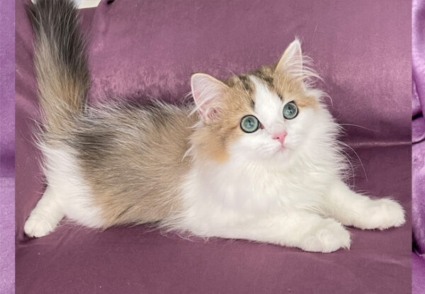 Nova - British Longhair - Görsel 4