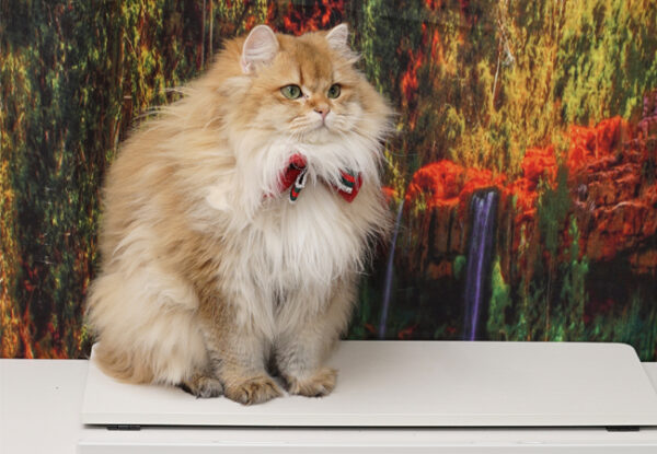 Verso Eretra – British Longhair - Görsel 4