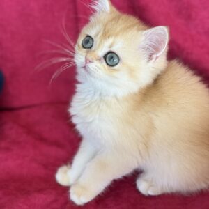 Cattery Candy – British Shorthair