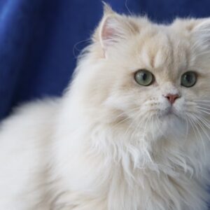 Cattery Oscar – British Longhair Erkek