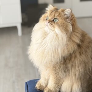 Lidea – KedimOlsa Cattery
