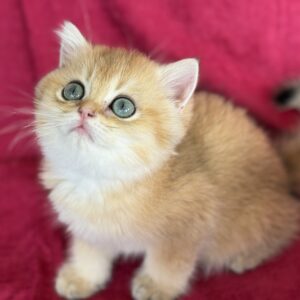 Cattery Cyrus – British Shorthair