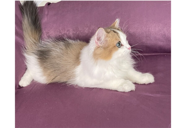 Nova - British Longhair - Görsel 5