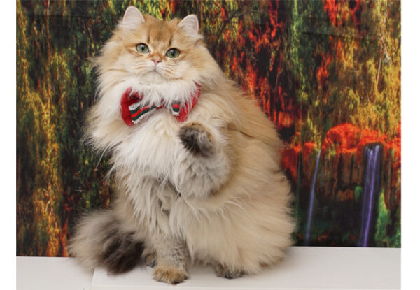 Verso Eretra – British Longhair - Görsel 2
