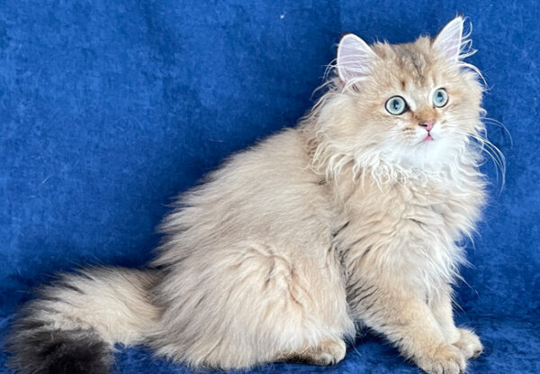 Beethoven – British Longhair - Görsel 2