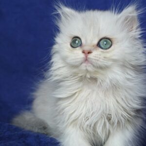 Cattery Kristy – British Longhair