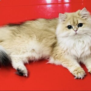 Cattery Aglea