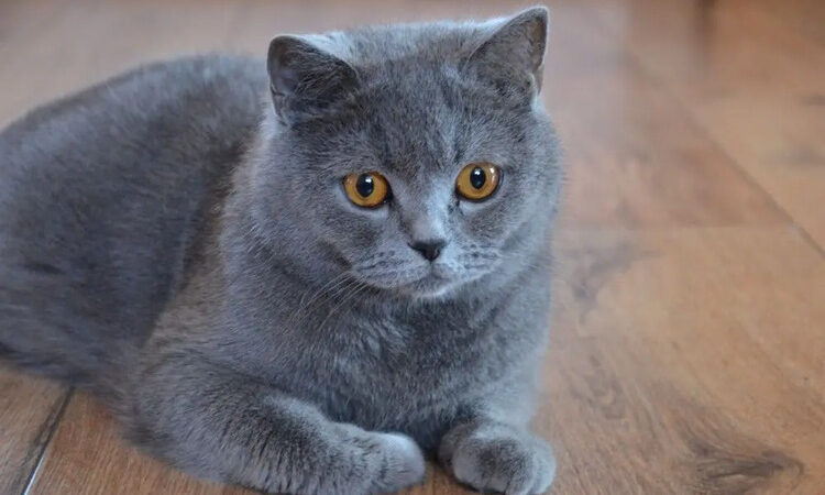 kedilerin iletişim dili