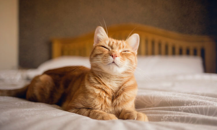 Evde Kedi Güvenliğini Sağlamak