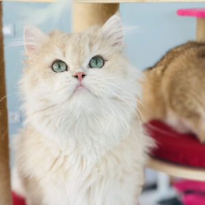 Holyland Emira – British Longhair