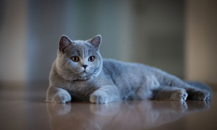 Kedi Sağlığı ve Gelişim Süreçleri