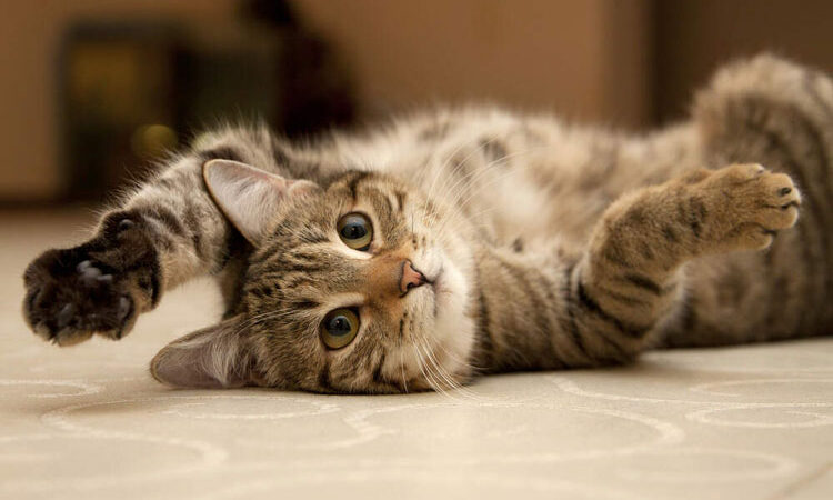 kedili evde dikkat edilmesi gerekenler