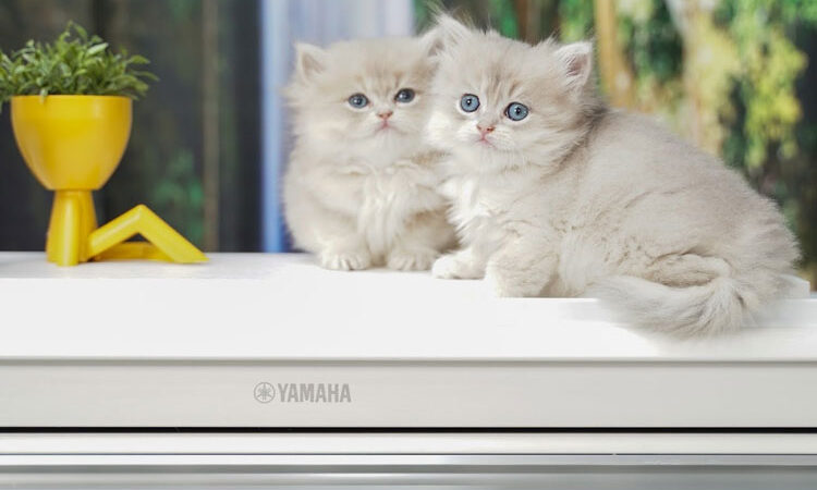 British Shorthair ve British Longhair Kedilerin Farkları