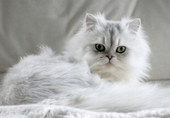 Evde Kedi Bakımı Nasıl Olmalı?