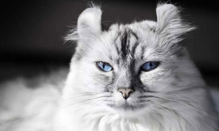 Kedi Fiyat Değerlendirmeleri