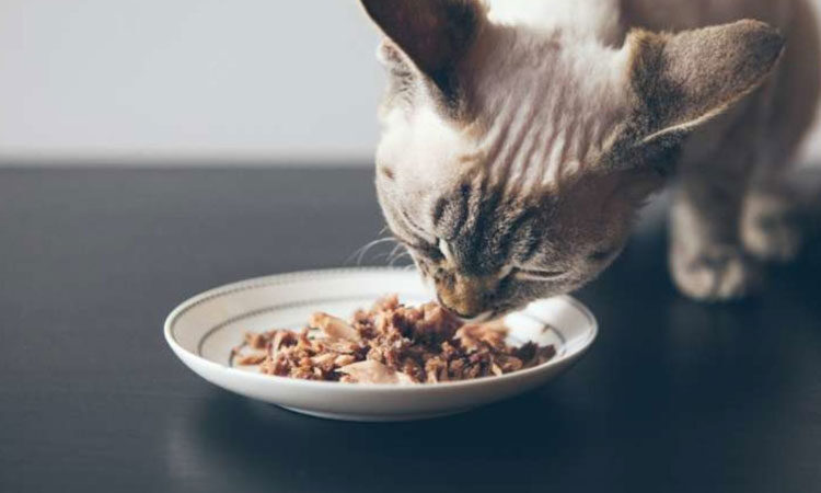 Kedi Bakımı Hakkında Her Şey