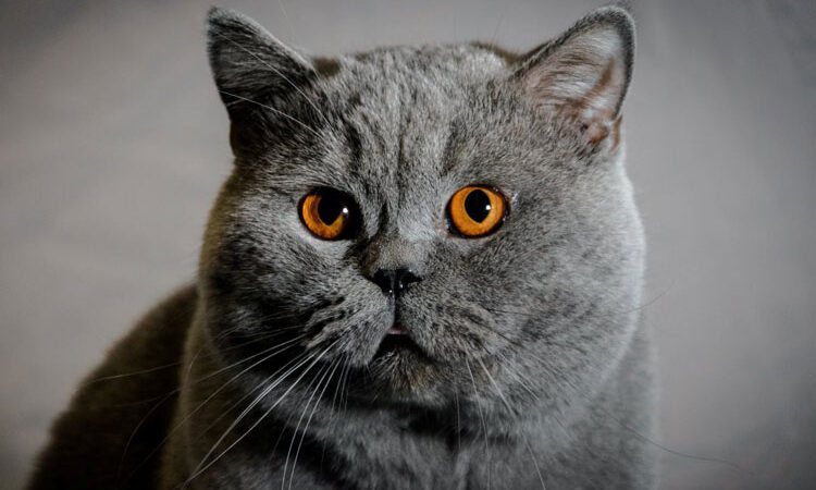 Kedi Maması Tercihi Nasıl Yapılır