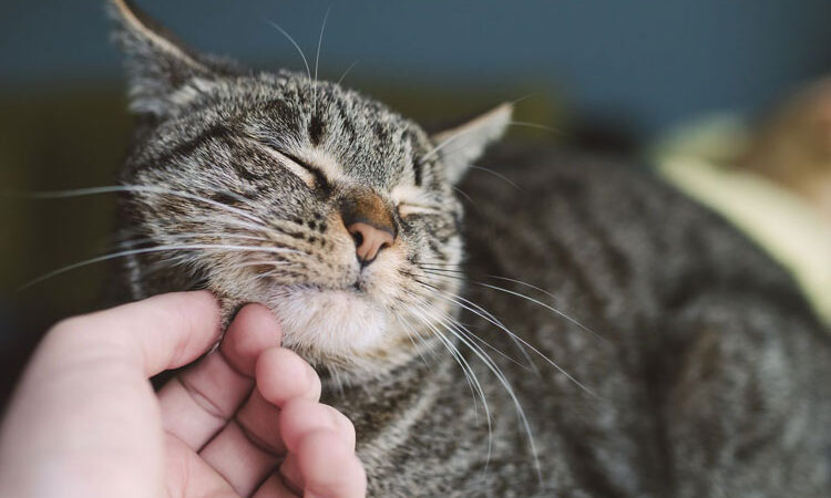 Kedi Sahiplenme Sürecinde Fiyatlar