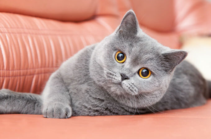 British Shorthair Kedilerde Tüy Bakımı Nasıl Olmalı?