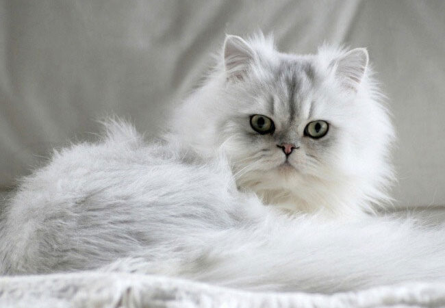 Kediler Gece Uyur Mu?