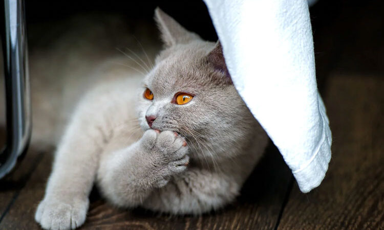 Kediler Gece Uyur Mu?