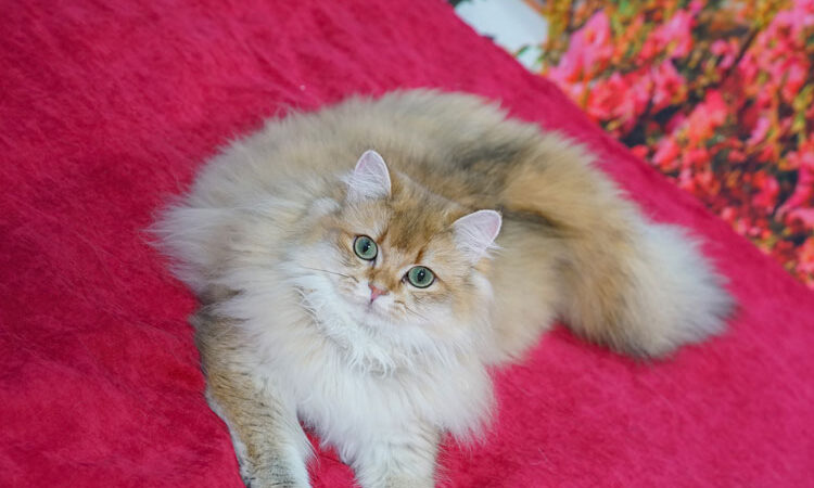 Kediler Kaç Aylıktan Sonra 1 Yaşında Olur?