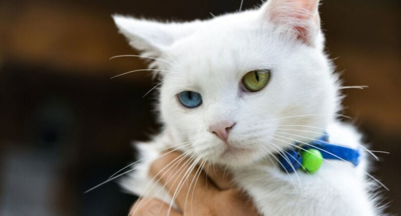 Kedilerin Yaşı Nasıl Hesaplanır?