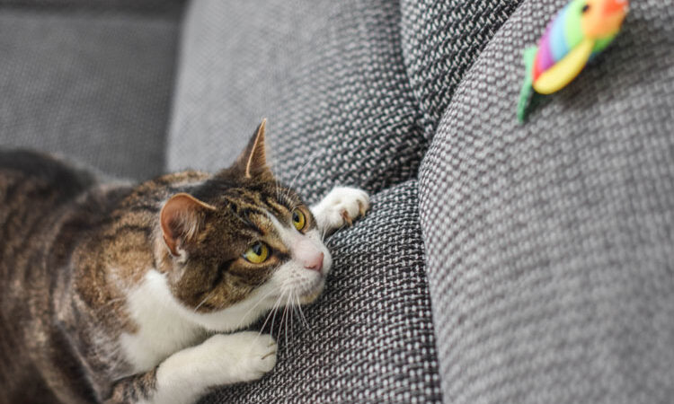 Bir Kedinin Ömrü Ne Kadardır?