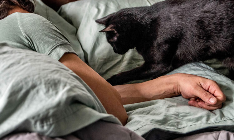 Kedileri En Çok Ne Üzer?