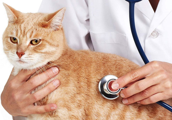 Kedi Aşıları Ücretsiz Nerede ve Nasıl Yaptırılır?