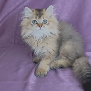 Beethoven – British Longhair