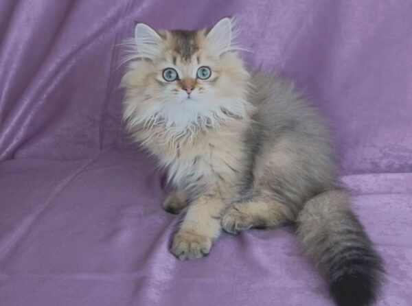 Beethoven – British Longhair