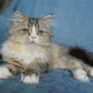 Bessie – British Longhair