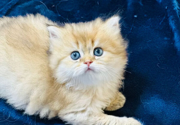 British Longhair – Golden NY12 Erkek