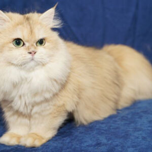 Calista – British Longhair