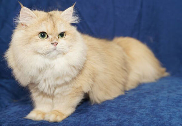 Calista – British Longhair