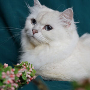 Cattery Lucky