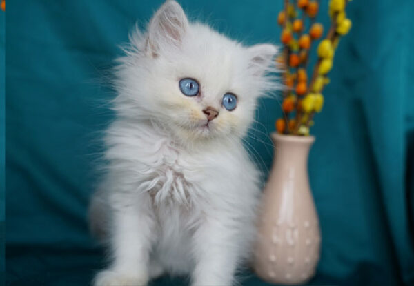 Cattery Shine – British Longhair